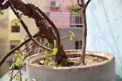 Close-up of plant against trees