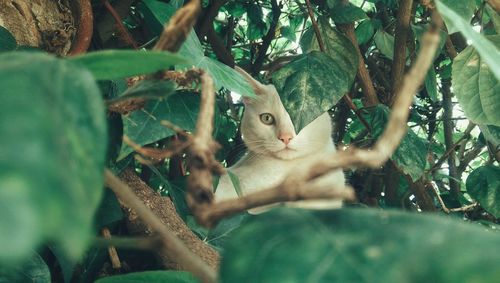 Portrait of white cat seen through tree