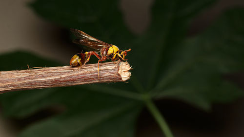 Close-up of insect on leaf