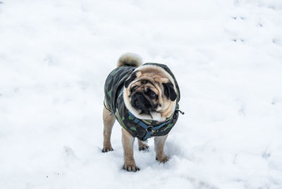 Dog on snow covered field