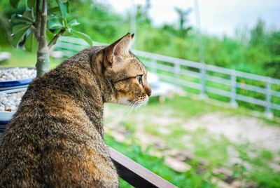 Close-up of cat looking away