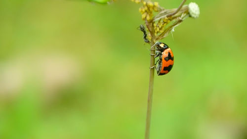 Close-up of ladybug on plant