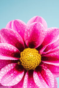 Close-up of pink rose flower