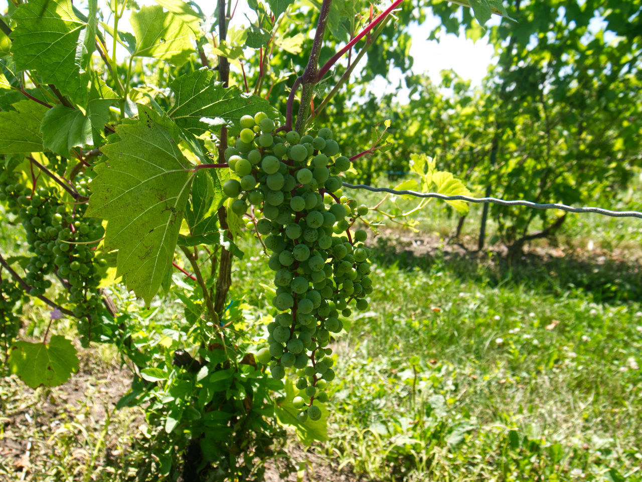 VIEW OF FRUIT GROWING ON TREE