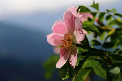 Close-up of pink hibiscus blooming outdoors