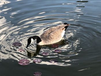 High angle view of duck swimming in lake