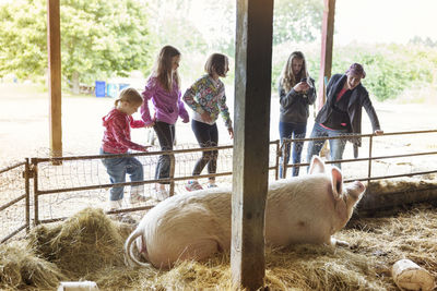 Family looking at pig in pigpen