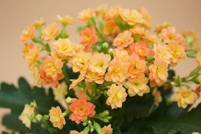 Close-up of yellow flowers blooming outdoors