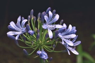 Close-up of purple flowers blooming outdoors