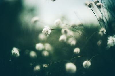 Close-up of dandelion on field against sky