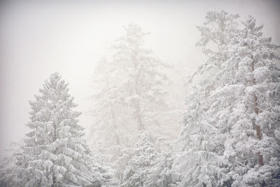 Snow covered pine trees in forest against sky