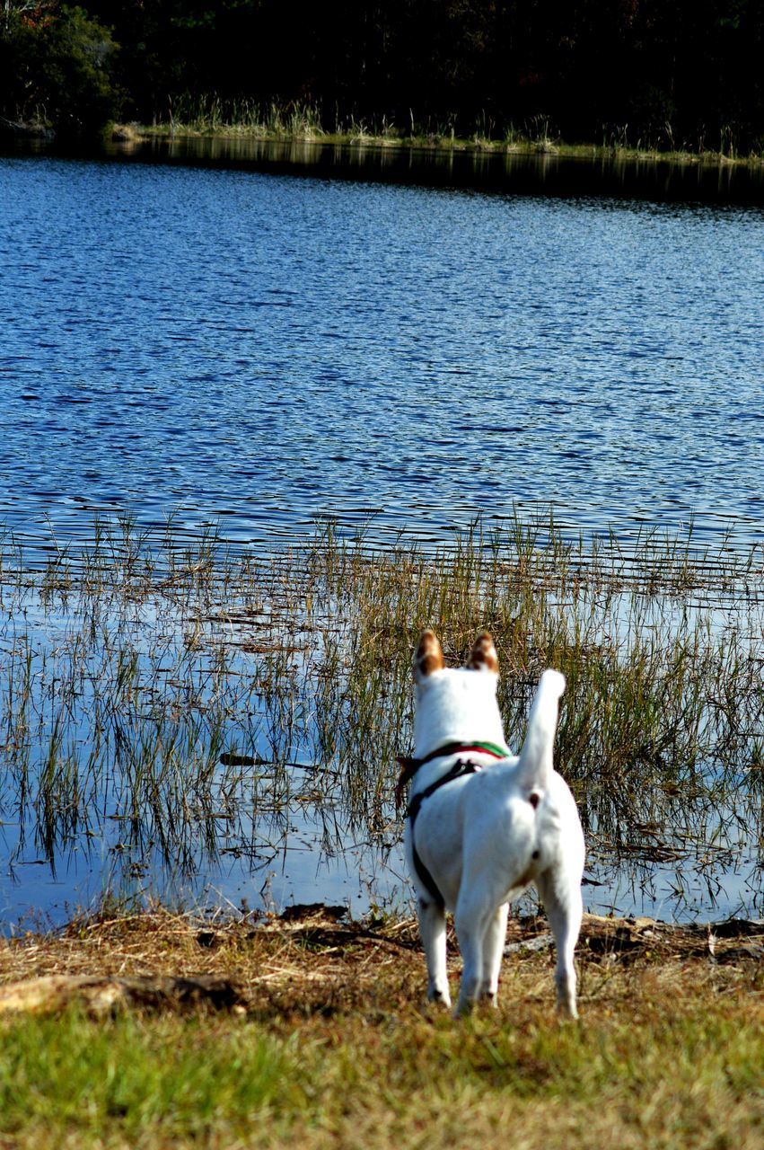 VIEW OF DOG STANDING ON LAKESHORE