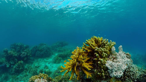 undersea