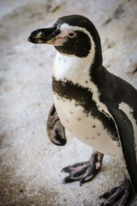 High angle view of penguins