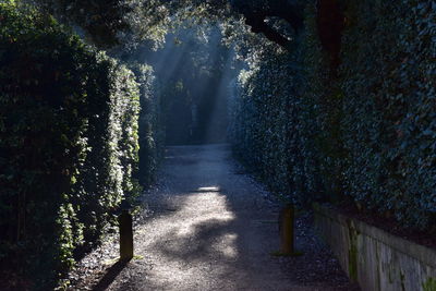 View of trees in the forest