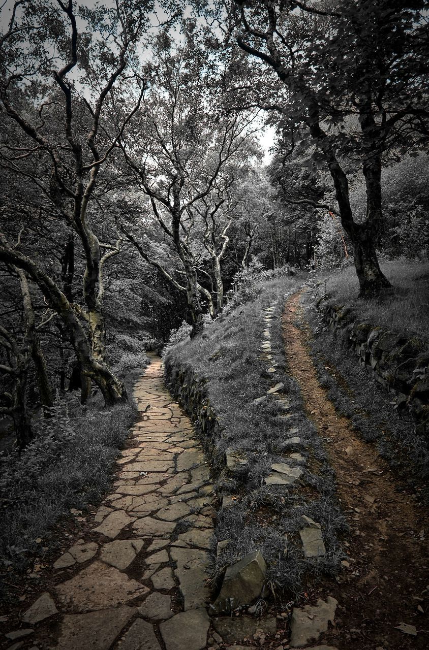 FOOTPATH AMIDST TREES AND PLANTS DURING AUTUMN