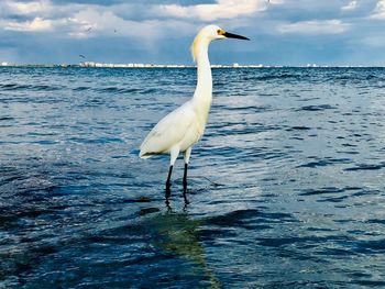 Bird in a sea