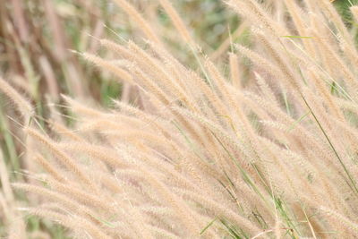 Full frame shot of wheat field