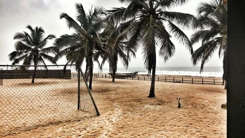 Palm trees on beach against sky