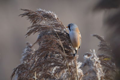 A bearded reedling in the reeds