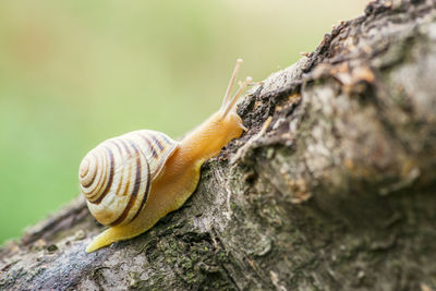 Close-up of snail on tree trunk