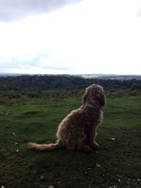 Dog sitting on field against sky