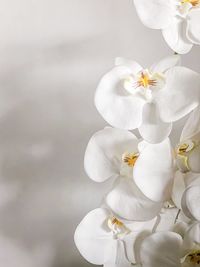 Close-up of white cherry blossom