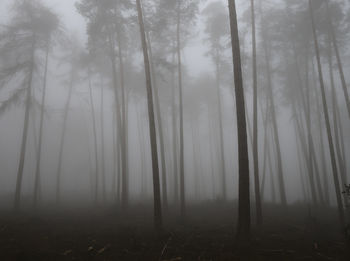 Trees in forest against sky