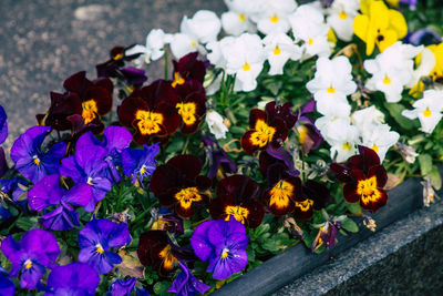 High angle view of purple flowering plants