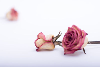Close-up of wilted rose against white background