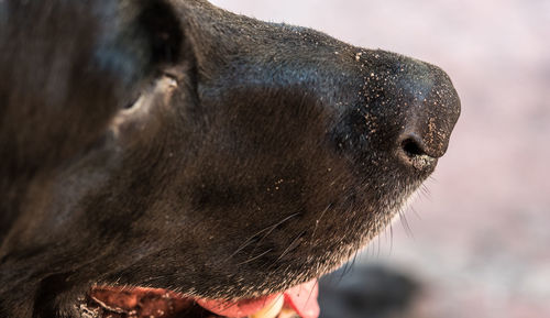 Close-up of dog looking away