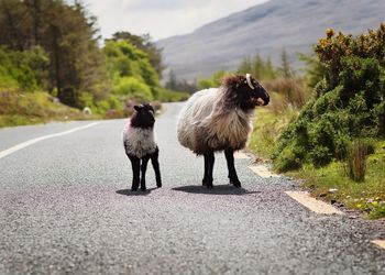 Sheeps on the road at connemara national park in county galway, ireland