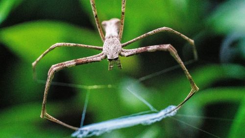 Close-up of spider on green plant