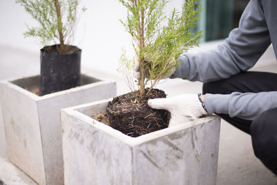 Close-up of man on potted plant