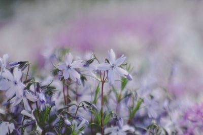 Close-up of purple flowering plant