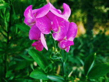 Close-up of flowers blooming outdoors