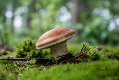 Close-up of mushroom growing in forest