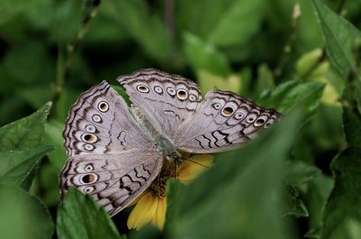 Close-up of butterfly on plant