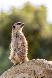 Close-up of meerkat on rock