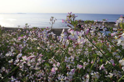 Close-up of flowering plants by sea against sky