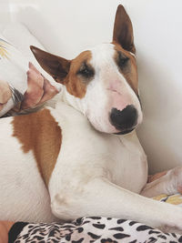 Close-up of a dog resting on bed