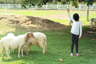 Portrait cute girl stands in the animal farm and feeds group of sheep