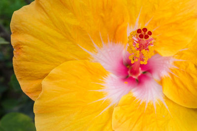 Close-up of yellow hibiscus