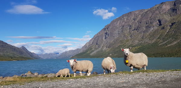 Sheeps by the river with moutain