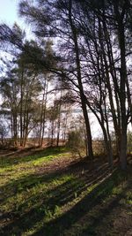 Scenic view of forest