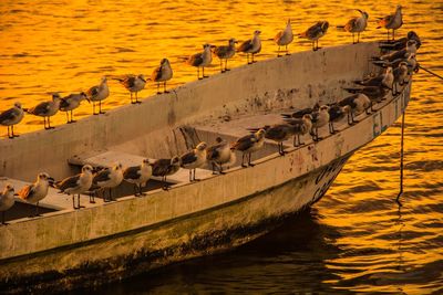 Birds perching on boat over sea during sunset