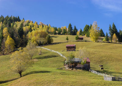 Scenic view of trees on field against sky