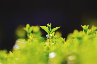 Close-up of flowering plant on field