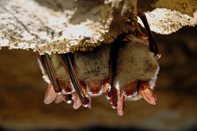 Bats in a cave hanging on a wall. winter hibernation