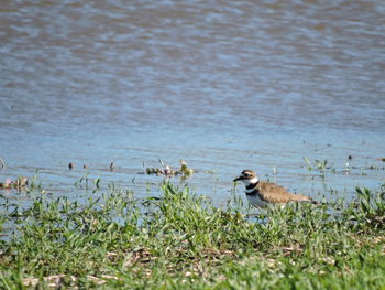 Bird in lake